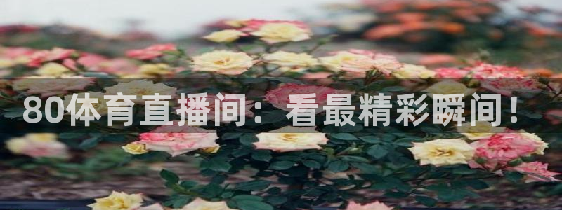 雨燕360直播nba高清免费：80体育直播间：看最精彩瞬间！