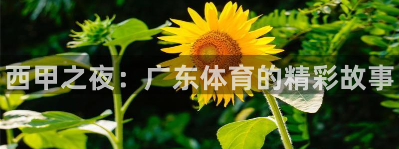 雨燕360直播nba高清：西甲之夜：广东体育的精彩故事